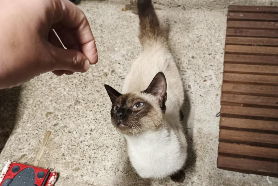Fundmeldung Katze  Weiblich Muzillac Frankreich