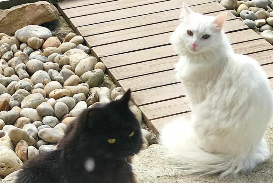 Vermisstmeldung Katze rassenmischung Männliche , 3 jahre Oissy Frankreich
