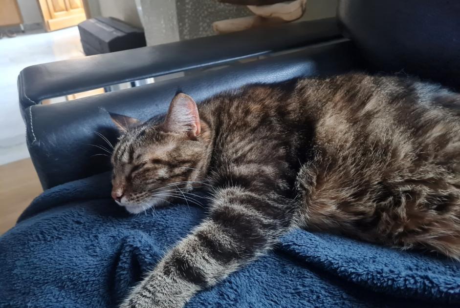 Vermisstmeldung Katze rassenmischung Weiblich , 5 jahre Amiens Frankreich Vermisstmeldung Katze rassenmischung Weiblich , 5 jahre Amiens Frankreich