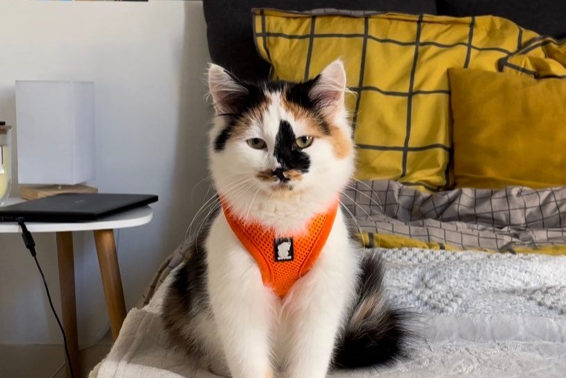 Disappearance alert Cat miscegenation Female , 1 years Amiens France