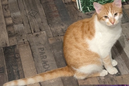 Disappearance alert Cat Male , 1 years Mers-les-Bains France Disappearance alert Cat Male , 1 years Mers-les-Bains France