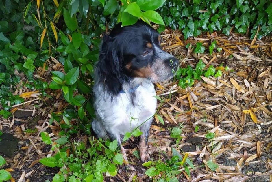 Discovery alert Dog miscegenation Male Galgon France