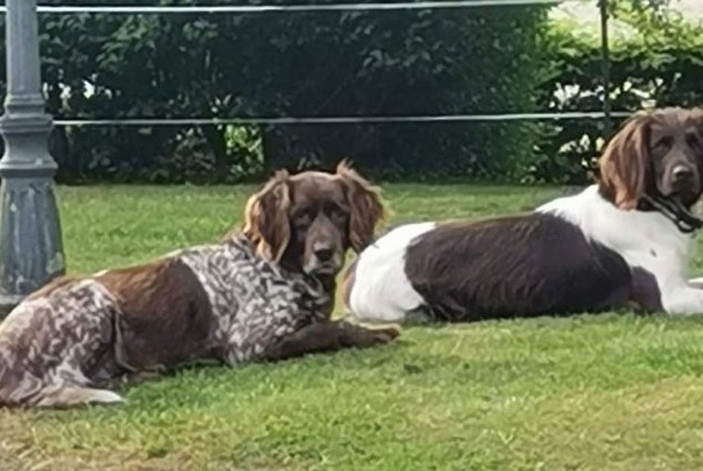 Alerta de Desaparición Perro  Hembra , 2023 años Oisemont Francia