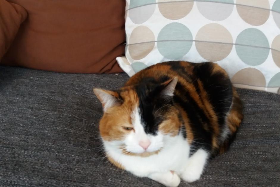 Alerte Disparition Chat Femelle , 11 ans Estrées-Mons France Alerte Disparition Chat Femelle , 11 ans Estrées-Mons France