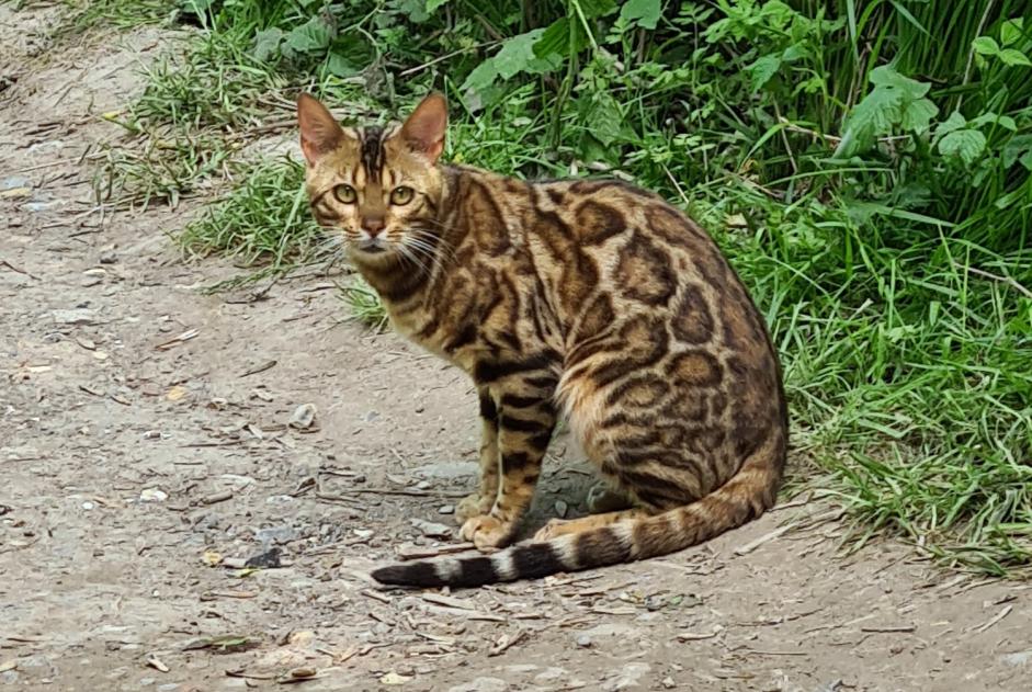 Alerte Découverte Chat  Inconnu Moreuil France