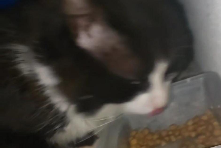 Alerte Découverte Chat Inconnu Rivery France