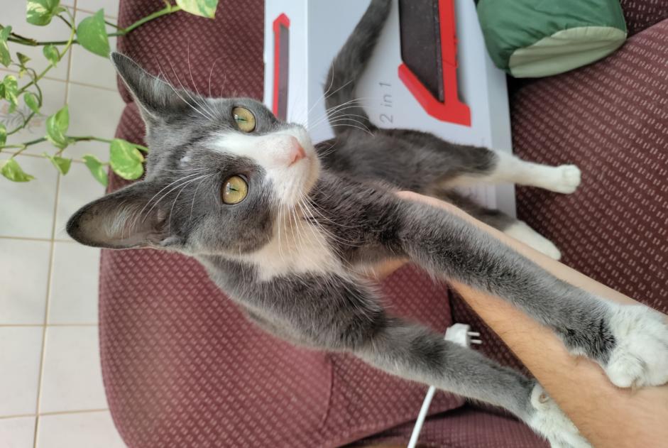 Alerte Découverte Chat croisement Mâle Amiens France