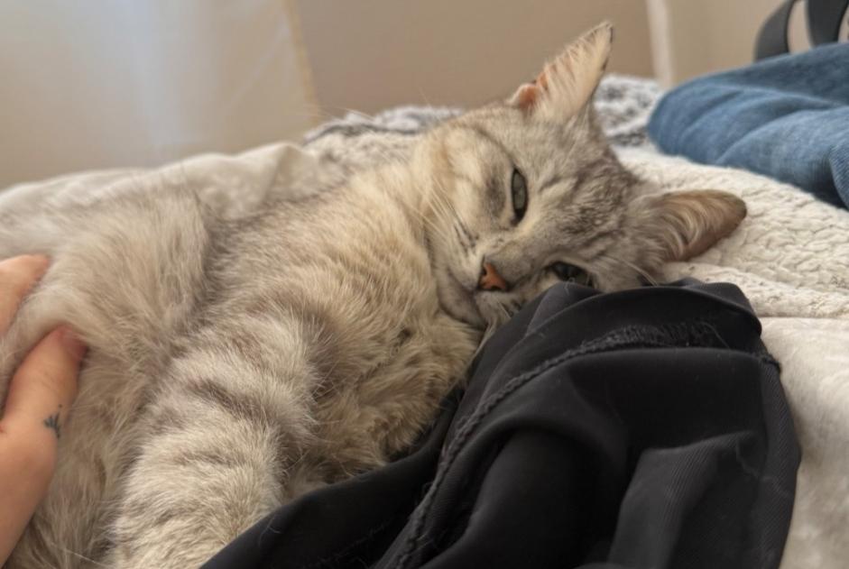 Alerte Découverte Chat  Femelle Amiens France