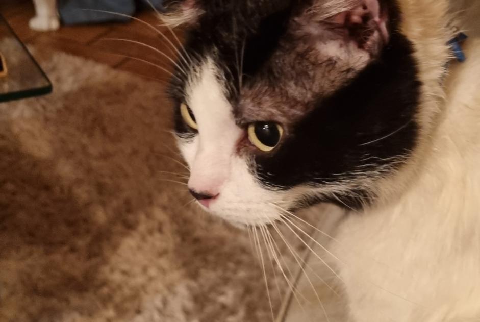 Alerte Découverte Chat croisement Mâle Amiens France Alerte Découverte Chat croisement Mâle Amiens France