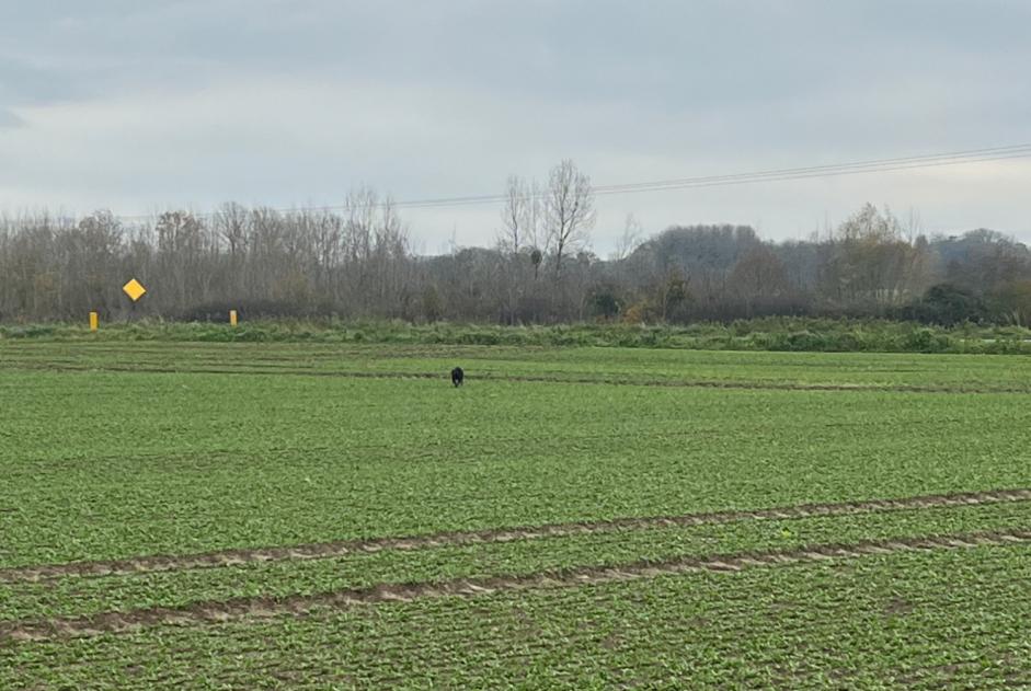 Alerte Découverte Chien Inconnu Esmery-Hallon France