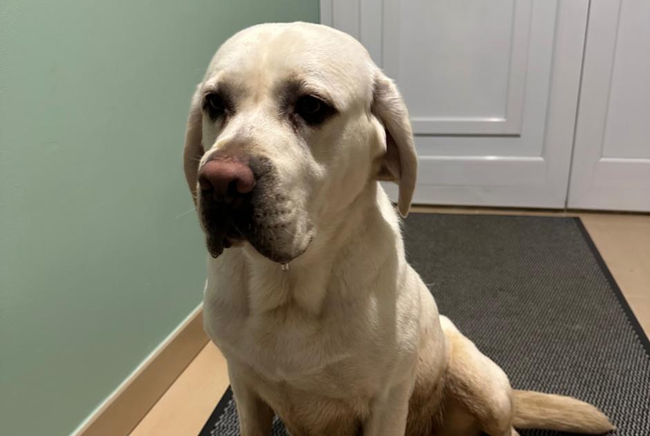 Alerte Découverte Chien  Mâle Gorenflos France