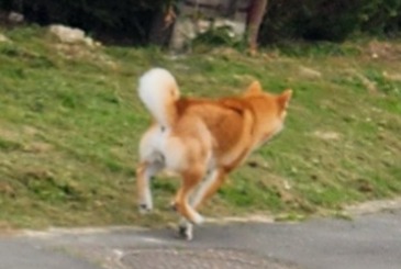 Alerte Découverte Chien Mâle Brouchy France Alerte Découverte Chien Mâle Brouchy France