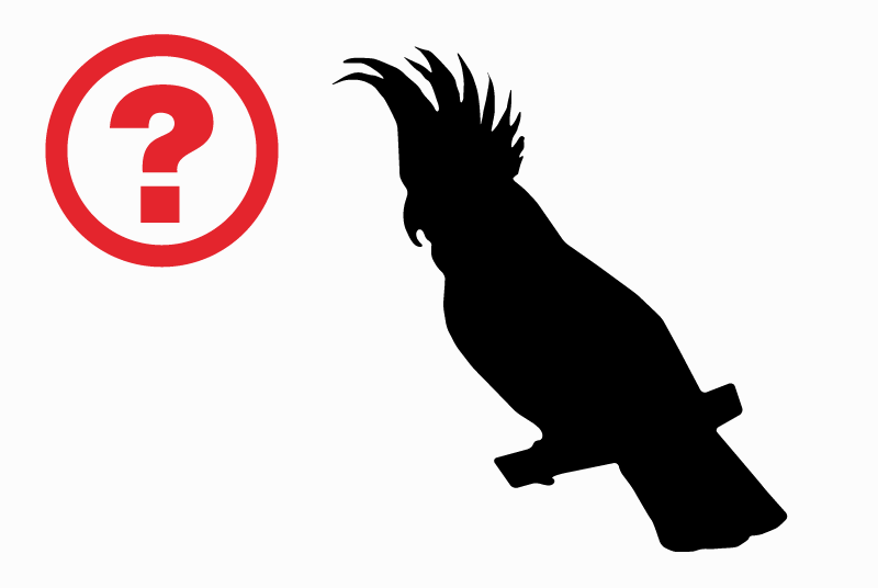 Alerte Découverte Oiseau Inconnu Hédauville France