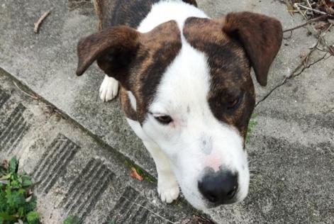 Avviso Ritrovamento Cane incrocio di razze Maschio Saint-Valery-sur-Somme Francia Avviso Ritrovamento Cane incrocio di razze Maschio Saint-Valery-sur-Somme Francia