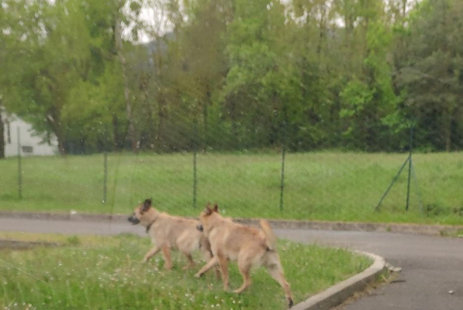 Ontdekkingsalarm Hond rassenvermenging Onbekend Firminy Frankrijk