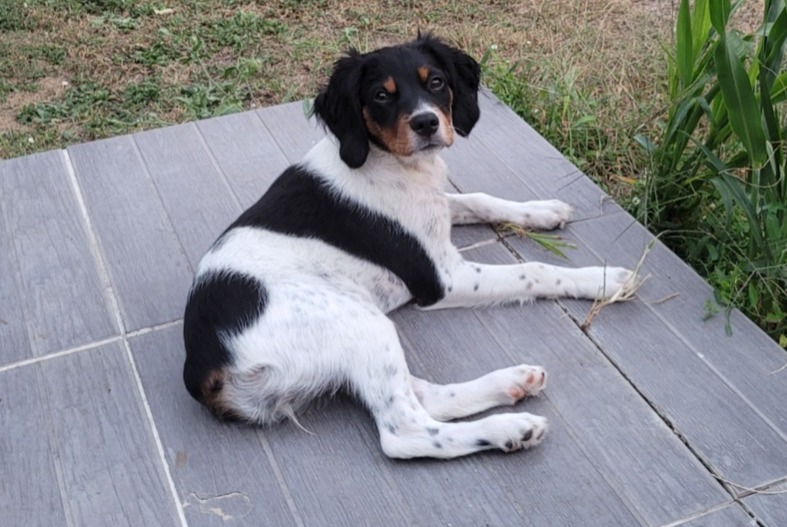 Verdwijningsalarm Hond  Vrouwtje , 1 jaar Boisné-la-Tude Frankrijk
