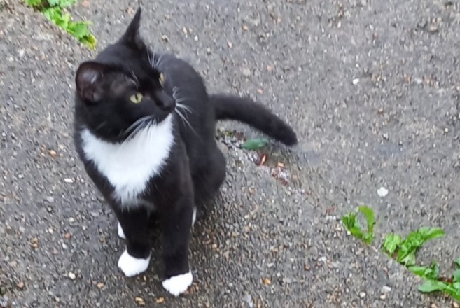 Ontdekkingsalarm Kat Mannetje Saint-Valery-sur-Somme Frankrijk