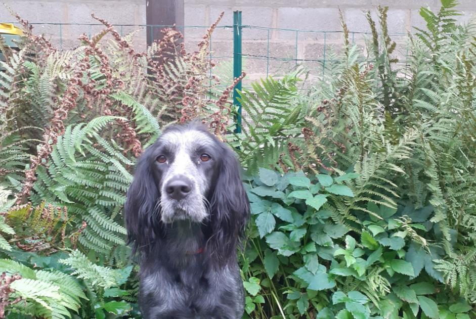 Alerta desaparecimento Cão  Fêmea , 5 anos Saleux France
