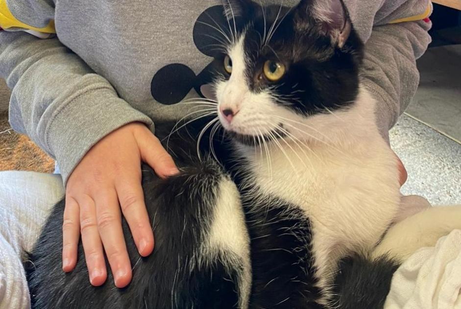 Alerta descoberta Gato Macho Amiens France