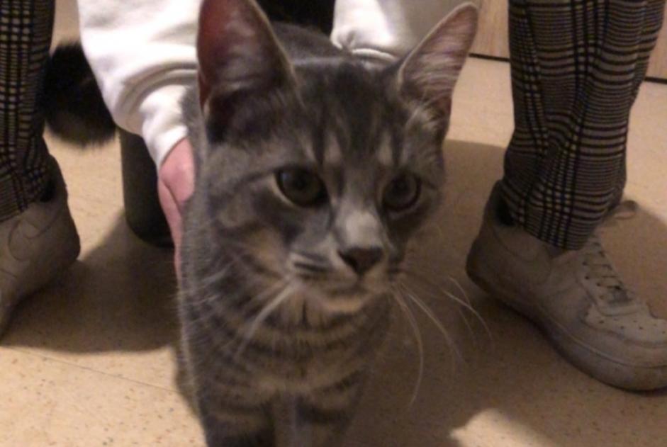 Alerta descoberta Gato Macho Abbeville France